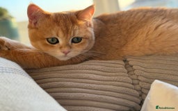 British Shorthair cats for sale: READY 2 Black Golden / Corin BSH boys - Advert 15