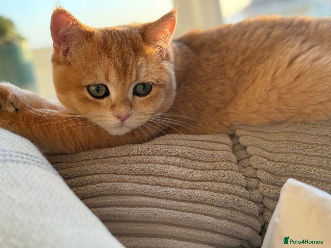 British Shorthair cats for sale: READY 2 Black Golden / Corin BSH boys - Advert 15