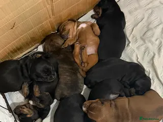 Mixed Breed dogs Staffy/miniature dachshund pups - Advert 1