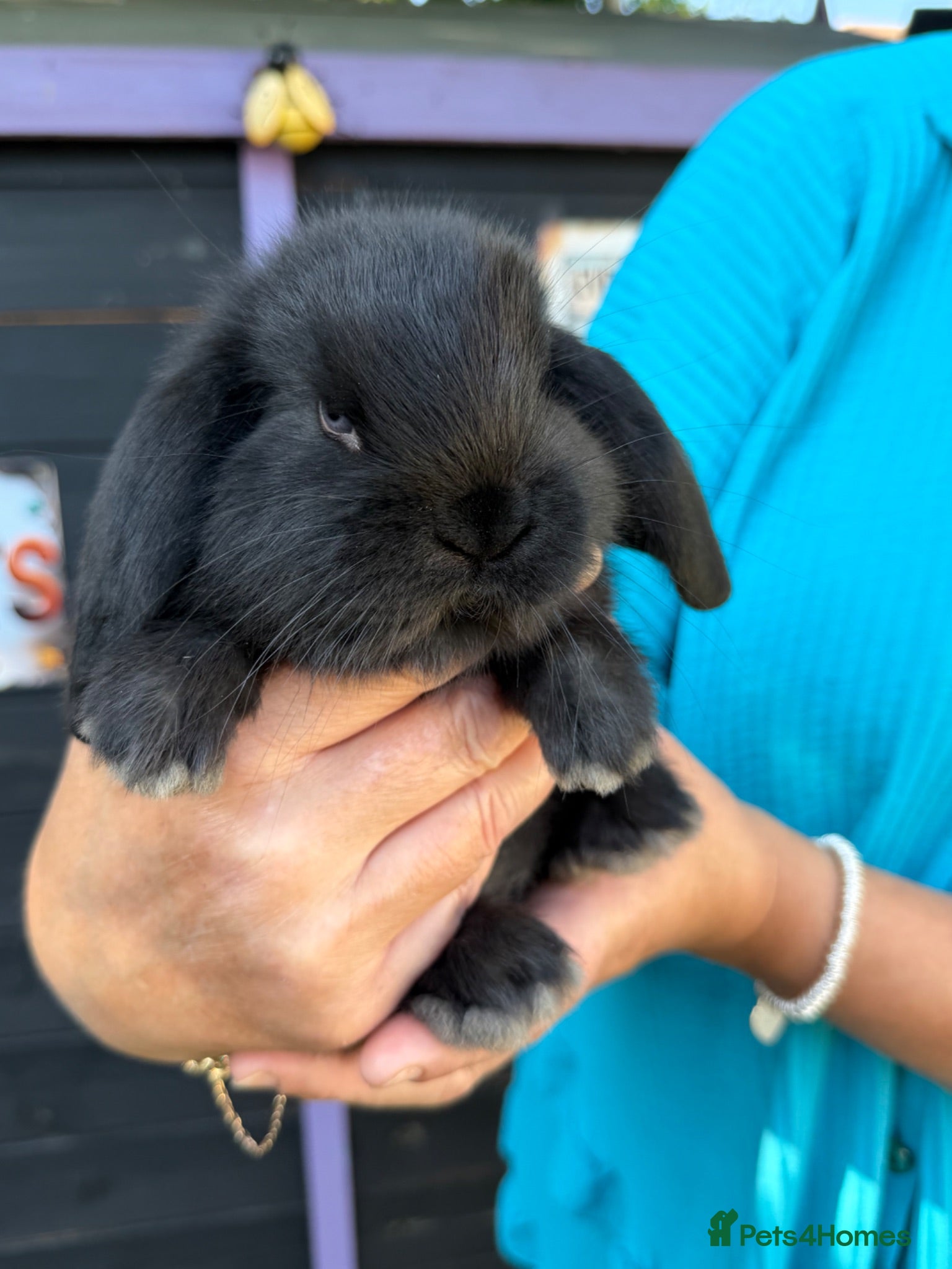 French Lop rabbits French lops  - Advert 4
