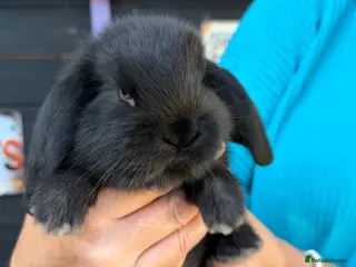 French Lop rabbits French lops - Advert 4