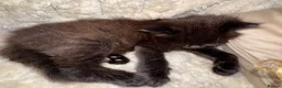 Mixed Breed cats for sale: 4 playful happy fluffy kittens - Advert 6