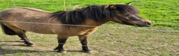 Miniature horses for sale: Pair bonded miniature horses for sale. - Advert 4