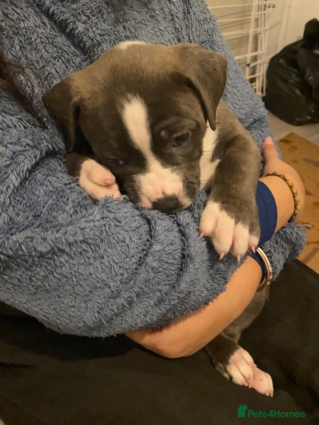 Mixed Breed dogs for sale: Scott American Bulldog Cross  - Advert 15