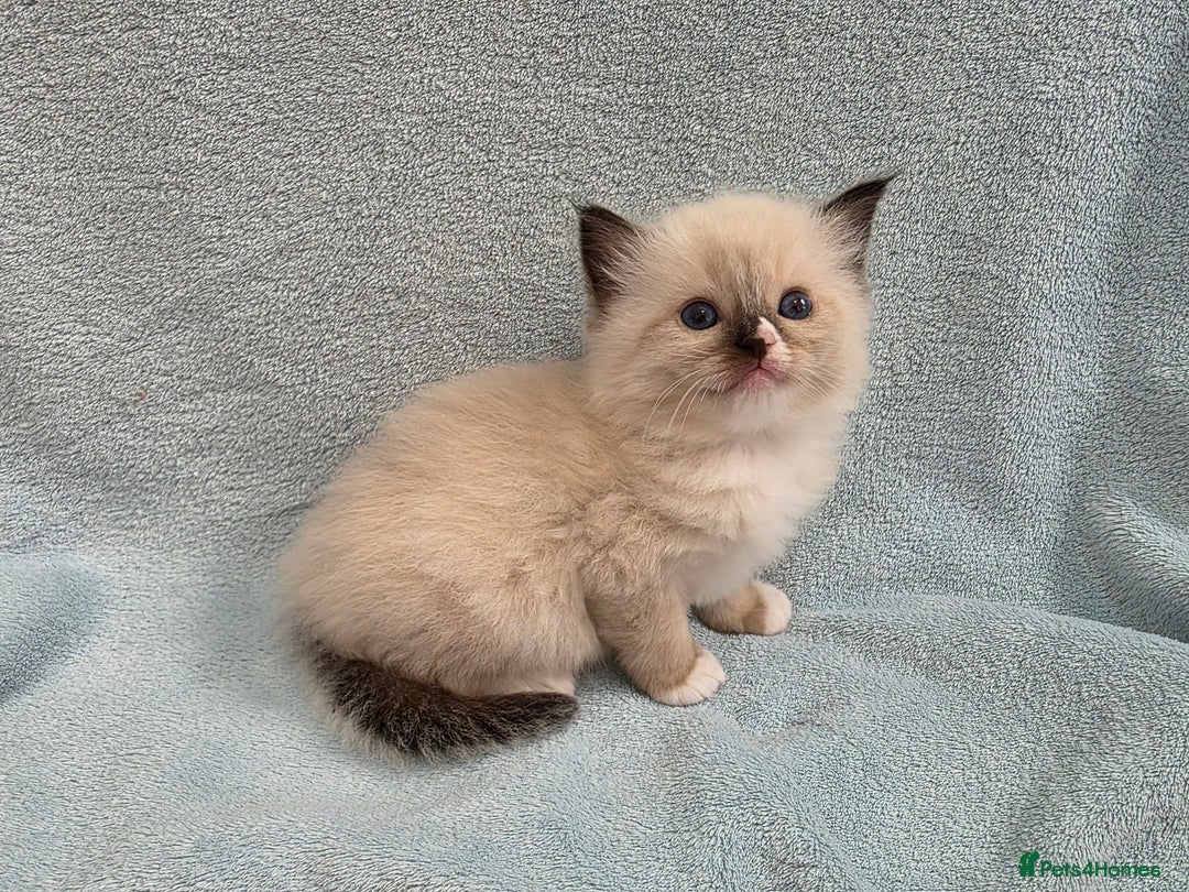 Ragdoll cats for sale: GCCF REGISTERED RAGDOLL KITTENS - Image 7