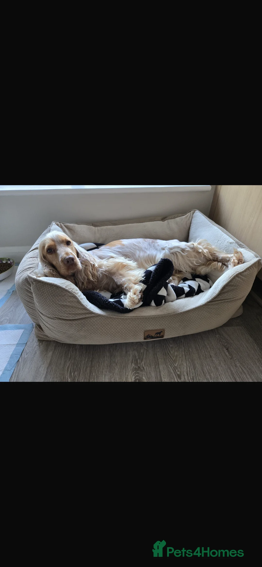 Cocker Spaniel dogs for sale: Cocker spaniel orange roan - Advert 2