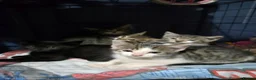 Turkish Angora cats for sale: Stunning Kittens ready for loving homess  - Advert 1