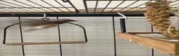 Finches birds for sale: Zebra Finch breeding pair and 2 x female juveniles - Advert 5