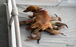 Miniature Dachshund dogs for sale: Stunning Brindle Dachshunds  - Image 23