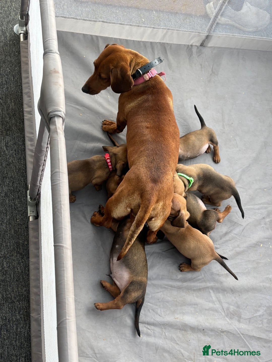 Miniature Dachshund dogs for sale: Stunning Brindle Dachshunds  - Image 23