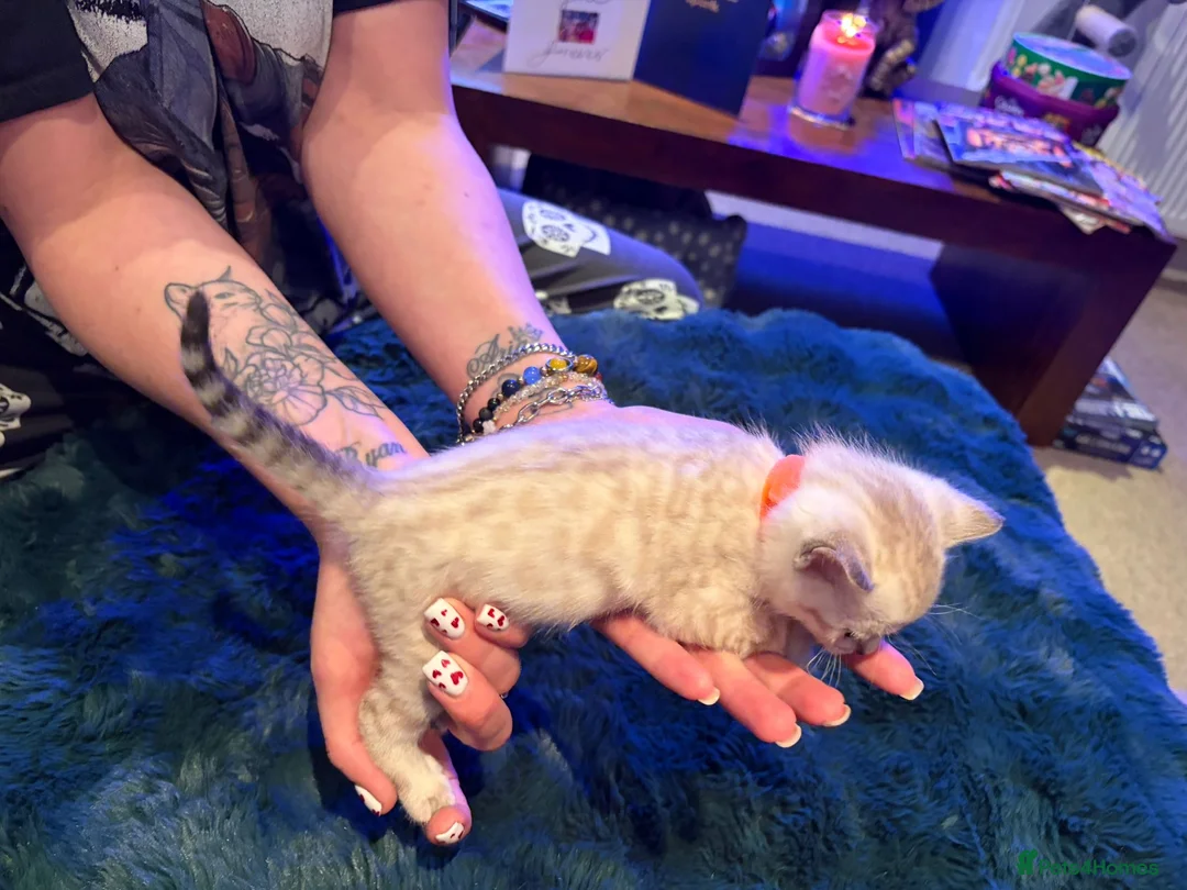 Bengal cats for sale: Snow Mink/Lynx & Brown Rosette/Marble Bengals in Worthing - Advert 2