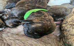 Mixed Breed dogs for sale: 8 Puppies - 3/4 blue staff 1/4 whipit  in Cradley Heath - Image 13