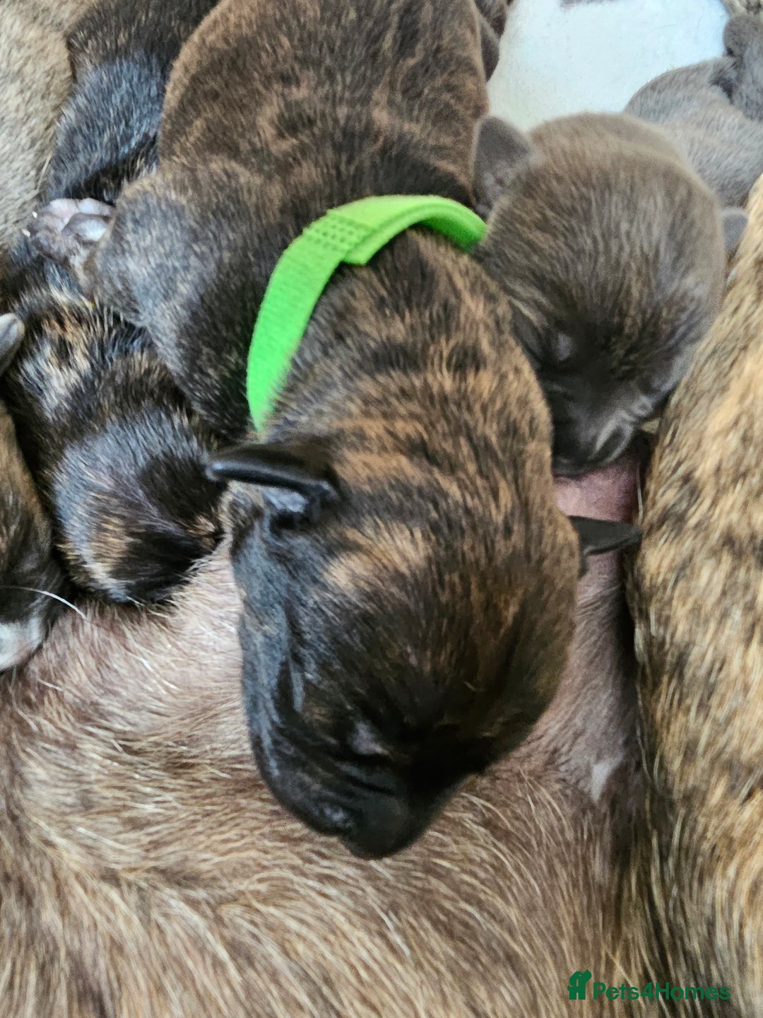 Mixed Breed dogs for sale: 8 Puppies - 3/4 blue staff 1/4 whipit  in Cradley Heath - Image 13