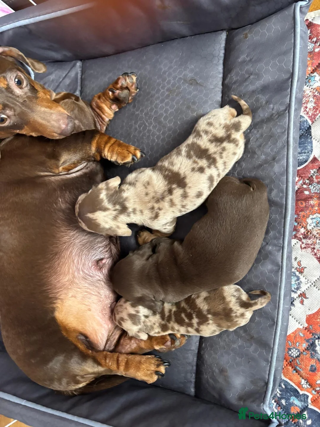 Dachshund dogs for sale: Dachshund puppy’s for sale 1 male 1 female - Advert 1
