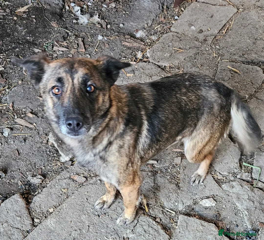 Mixed Breed dogs for adoption: 🌸 🐾 LIANA – a Lovely Girl for a Loving Home 🐾🌸 - Advert 11