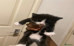 Bombay cats for sale: 3 kittens for sale.Price negotiable  - Image 7