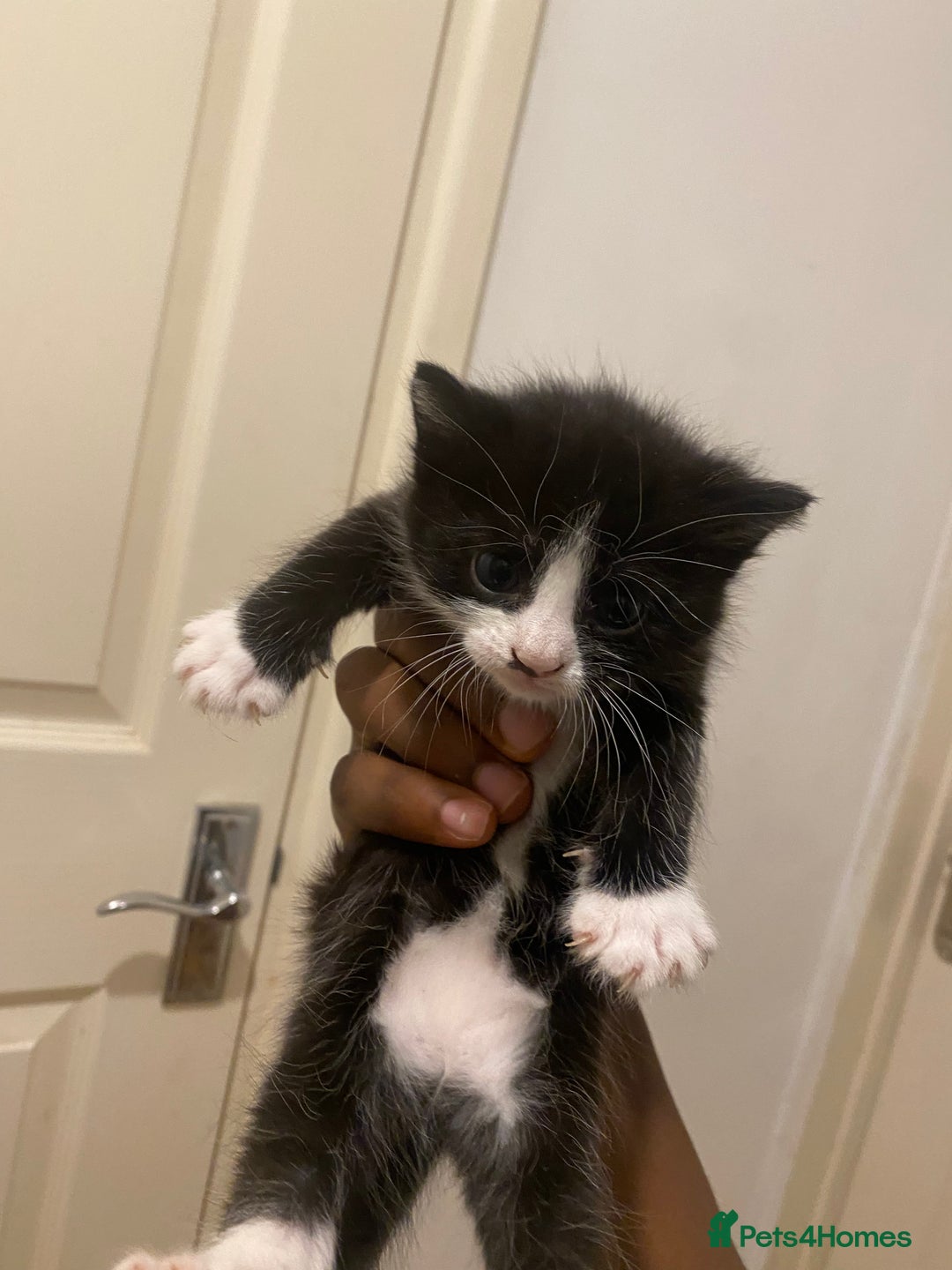 Bombay cats for sale: 3 kittens for sale.Price negotiable  - Image 7