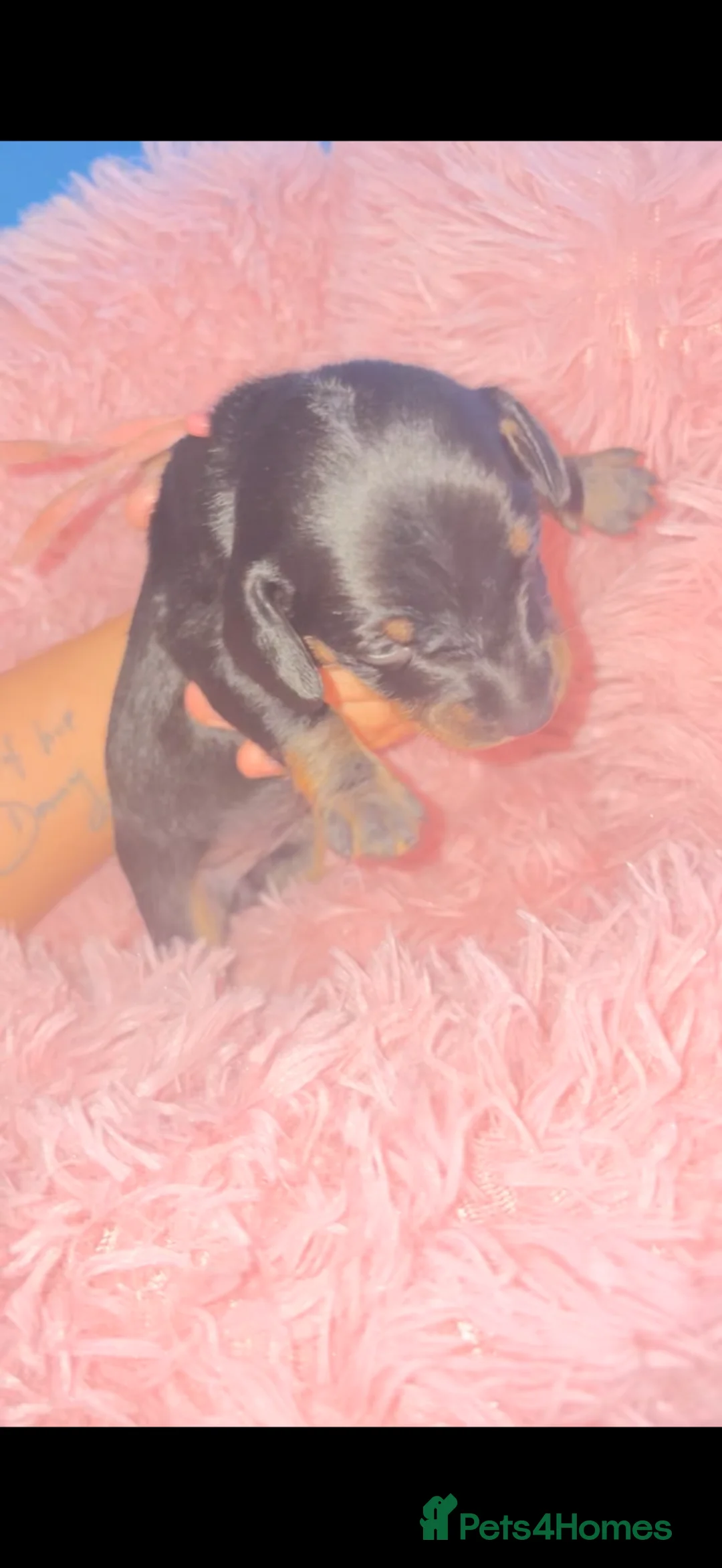 Dachshund dogs for sale: Dachshund puppies - Advert 1