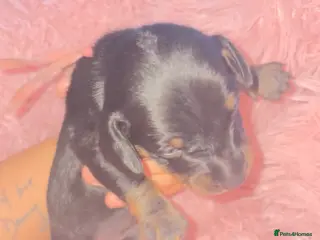 Dachshund dogs Dachshund puppies - Advert 13