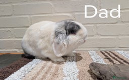 Mini Lop rabbits for sale: Mini Lop - Image 3