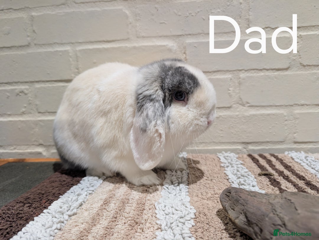 Mini Lop rabbits for sale: Mini Lop - Image 3