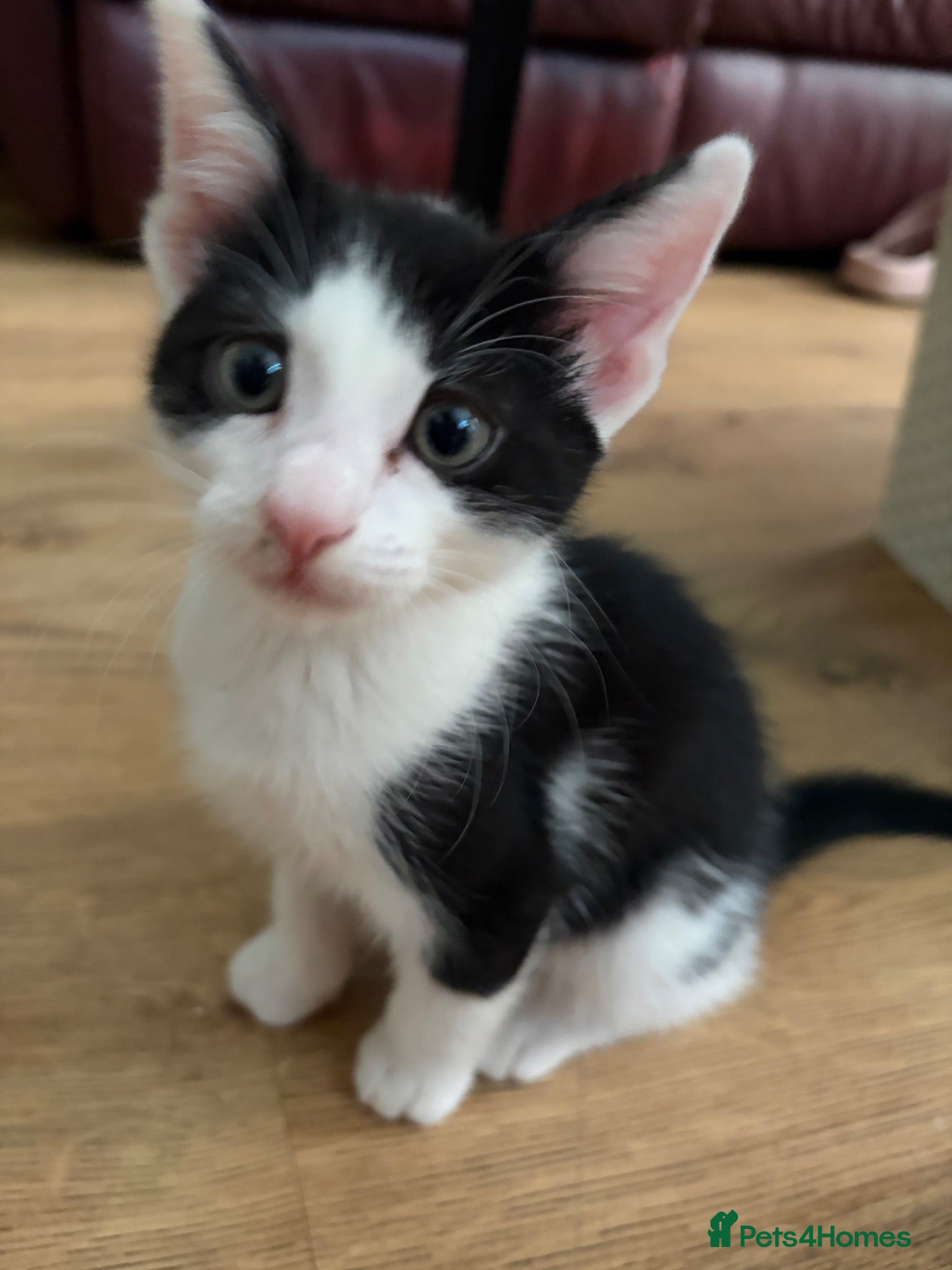Mixed Breed cats Only one male kitten left!!  - Advert 20