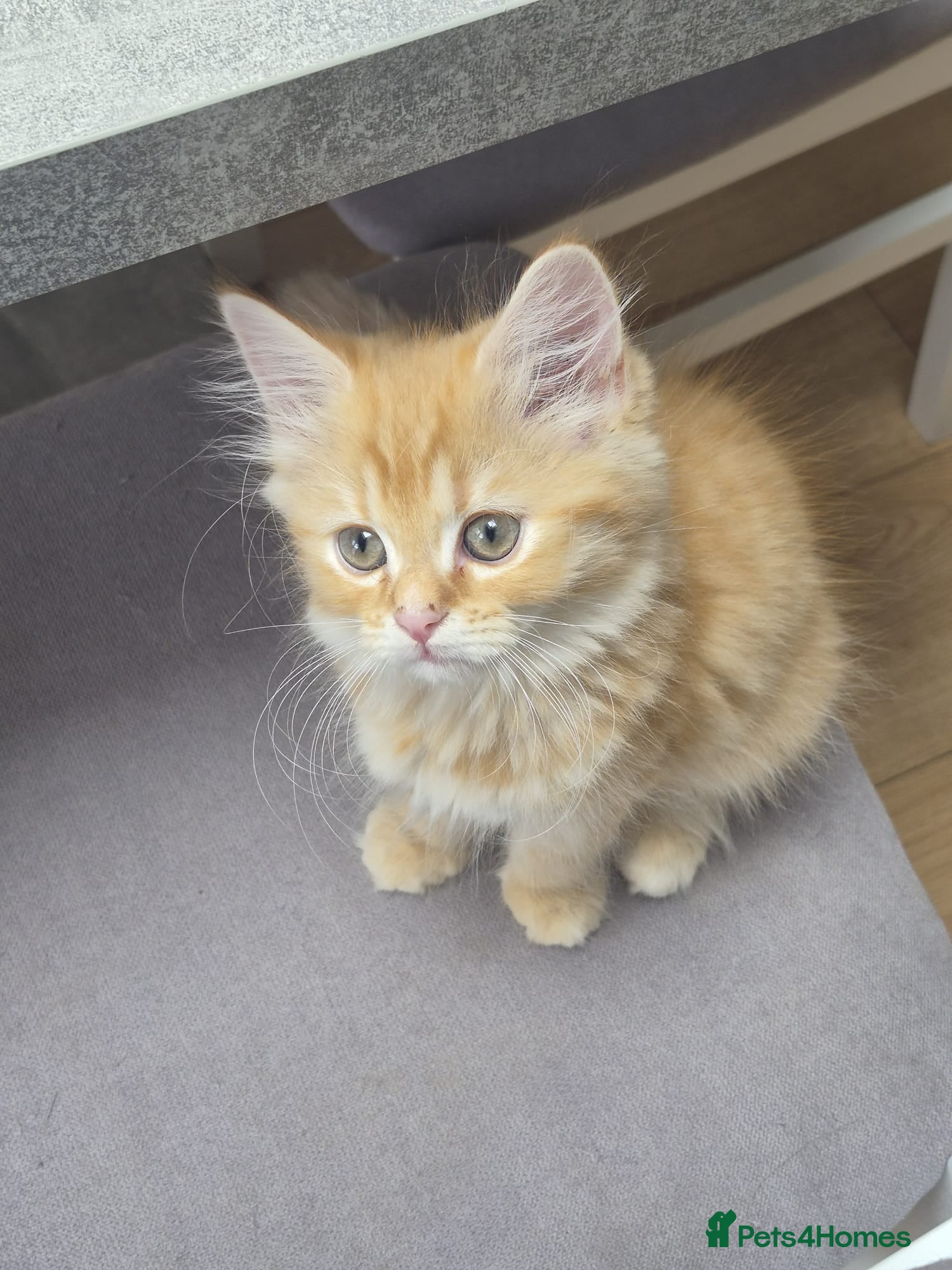 Siberian cats 2 beautiful Siberian kittens  - Advert 14
