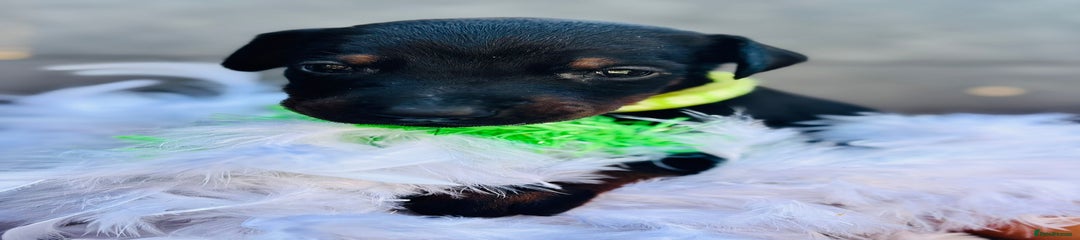 Night fever - neon green collar 