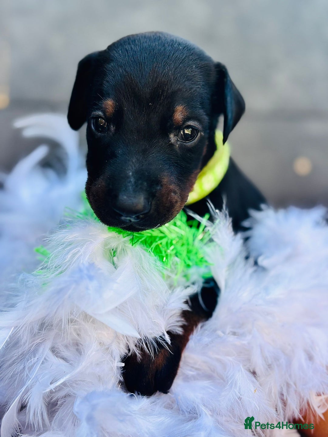 Dobermann dogs for sale: Welcoming the Disco Dobermans litter  - Image 10