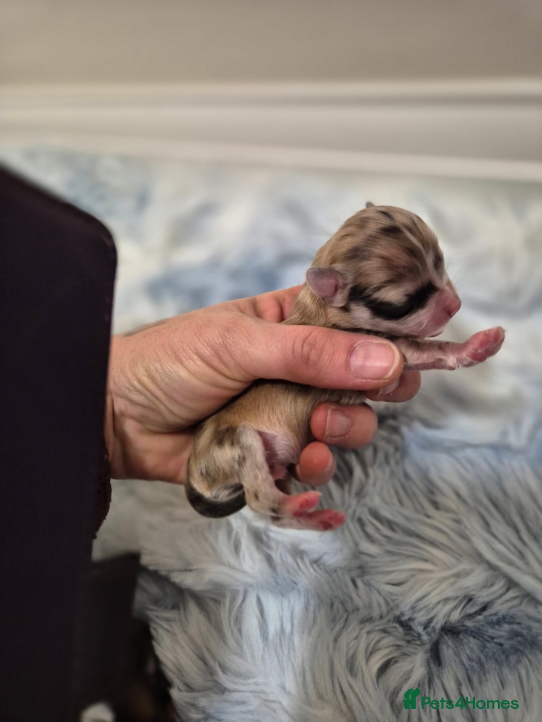 Chihuahua dogs for sale: Long haired chihuahua  - Advert 10