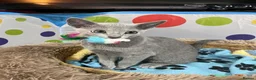 Russian Blue cats for sale: Beautiful Pedigree Russian Blue - Advert 1