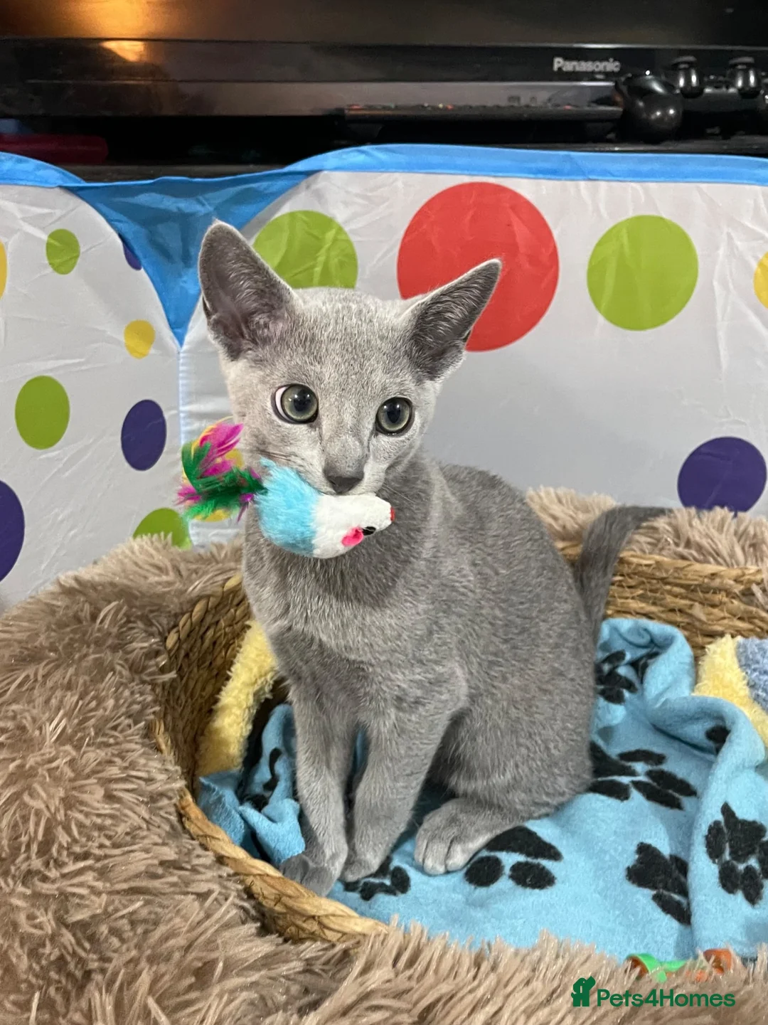 Russian Blue cats for sale: Beautiful Pedigree Russian Blue - Advert 1