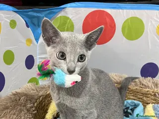 Russian Blue cats Beautiful Pedigree Russian Blue - Advert 5