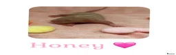 Rat rodents for sale: Baby Dumbo Rats  - Advert 4