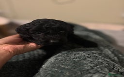 Mixed Breed dogs for sale: Lovely Cockapoo x miniature Labradoodle puppies!  - Advert 4