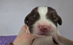 English Springer Spaniel dogs for sale: KC Vet DNA Home Socialised Springer Pups 5 ⭐️ - Image 14