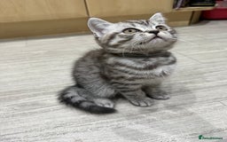 Scottish Fold cats for sale: scottish fold kittens  - Image 13