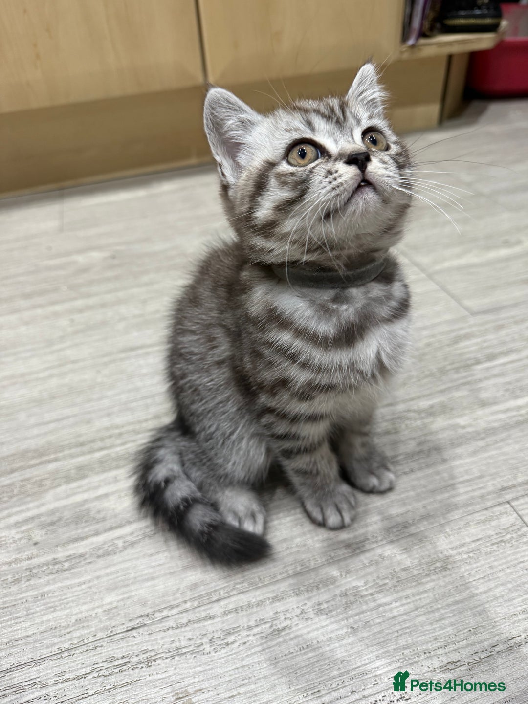 Scottish Fold cats for sale: scottish fold kittens  - Image 13