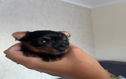 Yorkshire Terrier dogs for sale: Very Tiny,mini Yorkshire terrier🥰 BOY - Image 6