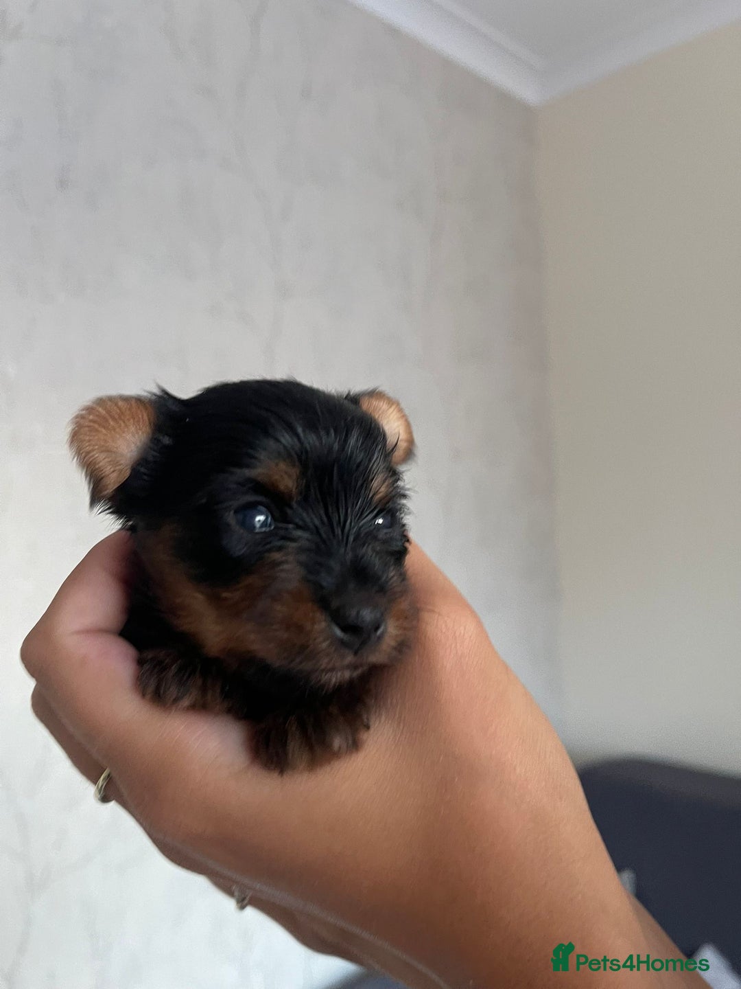 Yorkshire Terrier dogs for sale: Very Tiny,mini Yorkshire terrier🥰 BOY - Image 6