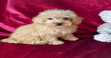 Maltipoo dogs - Advert 11