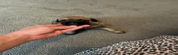 Border Terrier dogs for sale: 4 healthy Border Terrier Puppies for sale.  - Advert 18