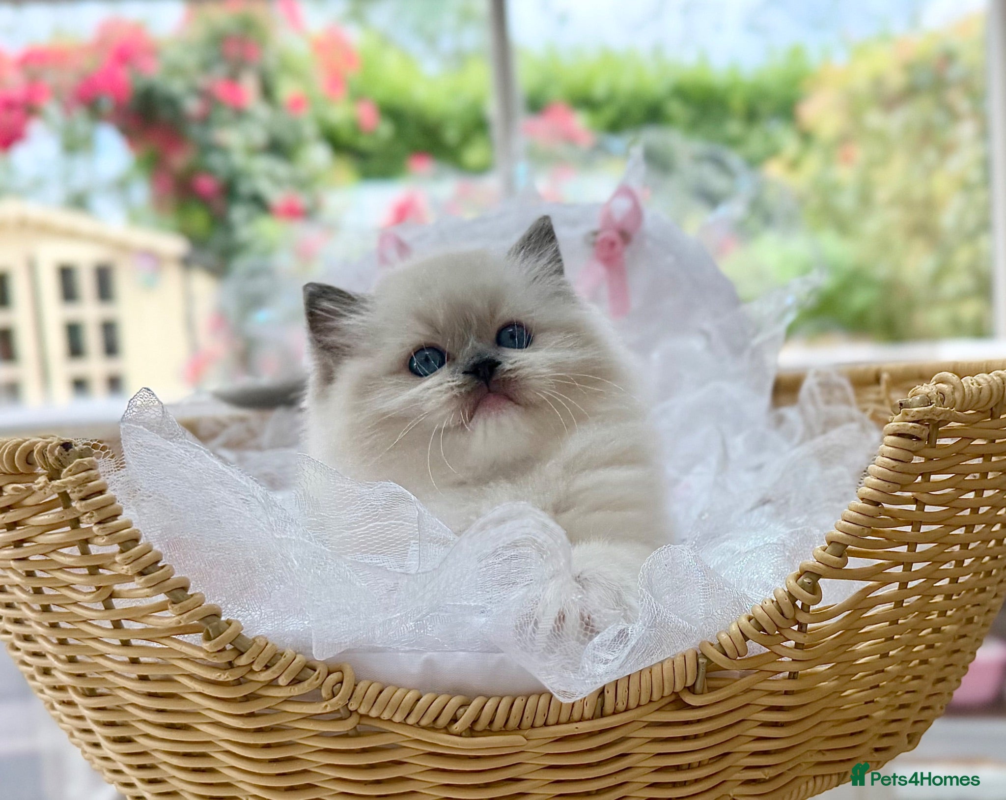 Ragdoll cats one mitted girl 2 boys available (TIMEWASTERS)  - Advert 1