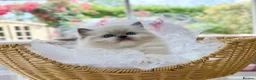 Ragdoll cats for sale: READY TO GO 1 left  (£900) available(TIMEWASTERS)  - Advert 10