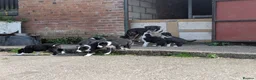 Border Collie dogs for sale: Border Collie Puppies for sale - Advert 2