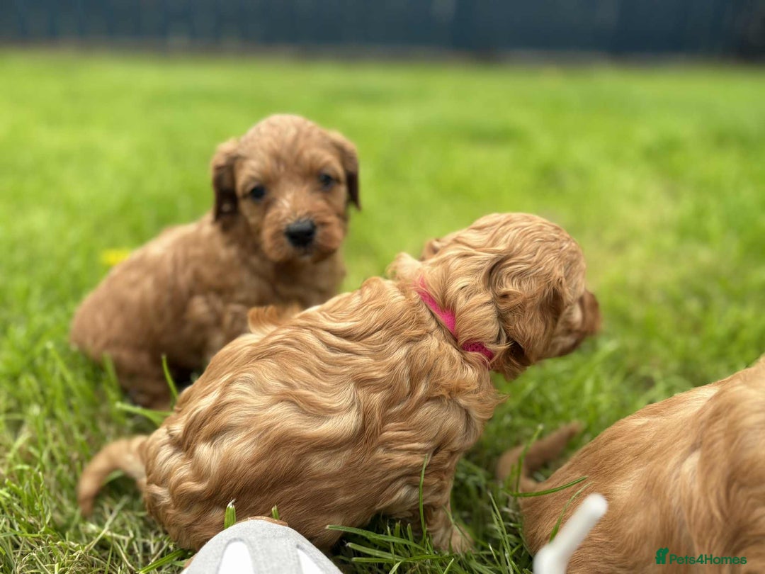 Cockapoo dogs for sale: F1B Red Cockapoo Pups - Image 2