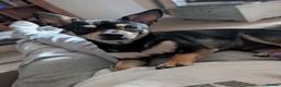 Chihuahua dogs for sale: Chihuahua puppys  in Louth - Advert 10