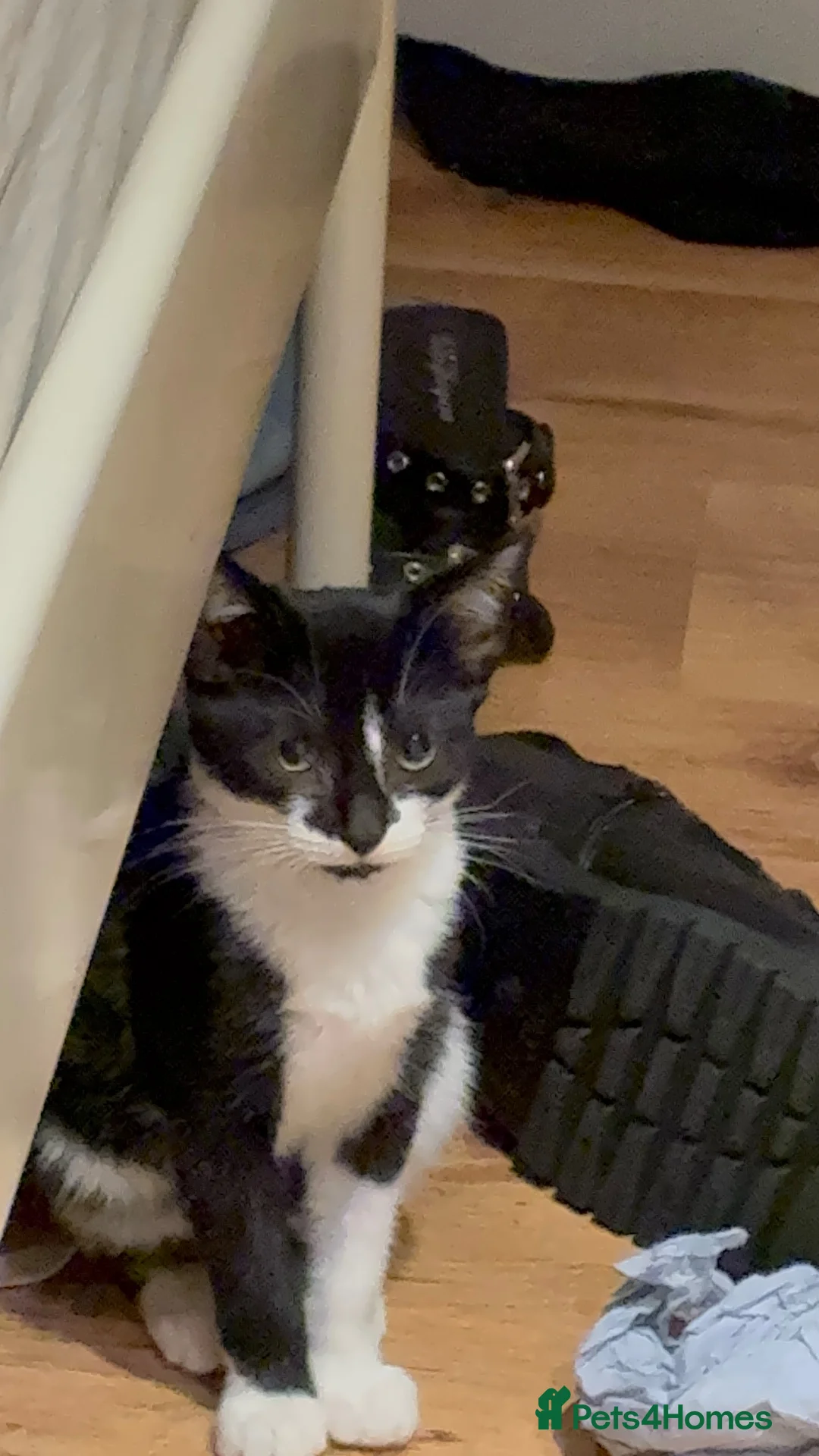 Mixed Breed cats for sale: 🐱 Kitten Looking for a Loving Home ❤️ in Maidenhead - Advert 1