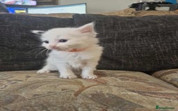 Maine Coon cats for sale: Maine Coon Kittens X - Image 7