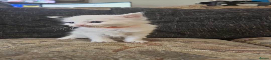 Maine Coon Kitten 8